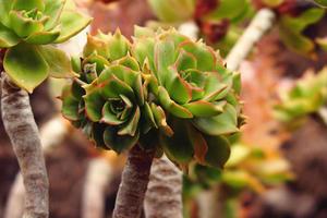 curioso grande verde originale cactus in crescita nel il giardino vicino su foto