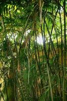esotico sfondo con verde bambù foresta e splendente sole foto
