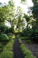 verde sfondo con esotico impianti nel il giardino foto