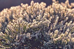 smerigliato ramoscello di conifero albero nel il mattina sole foto