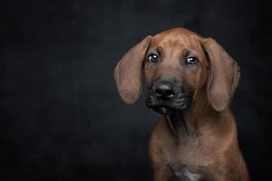 bellissimo cane e nero sfondo meraviglioso foto