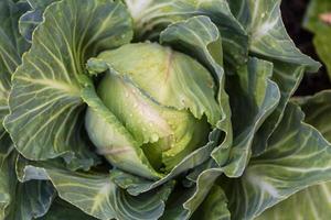 vicino su cavolo nel il biologico giardino foto