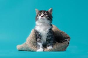 tabby kitten con sacco su uno sfondo turchese foto
