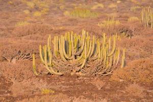 verde cactus pianta foto