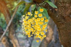 dendrobium lindleyi è un' dendrobium con forte giorno profumo, luminosa giallo, sospeso mazzo 15-40 centimetro lungo, con un' dolce simile al miele aroma. perciò esso era soprannominato un altro nome miele fragrante. foto