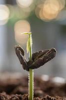 giovane cacao albero semi inizio in crescita su il piantagione. concetto di natura, ambiente, e naturale ambiente preservazione. foto