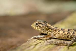 avvicinamento di verde camaleonte cucciolo testa isolato su sfocato sfondo foto