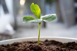 un' piccolo cotone albero pianta inizia per crescere nel il fertile suolo. concetto di natura, ambiente, e naturale ambiente preservazione foto