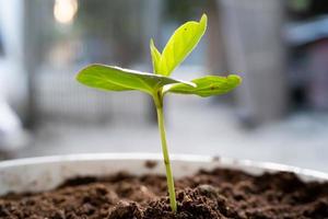 un' piccolo cotone albero pianta inizia per crescere nel il fertile suolo. concetto di natura, ambiente, e naturale ambiente preservazione foto