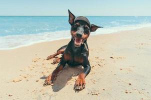 cucciolo pinscher in miniatura sulla spiaggia foto