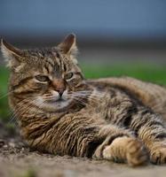 un adulto grigio gatto bugie su il terra e riposa foto