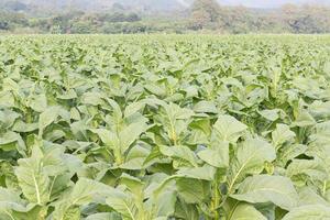 campo di nicotiana tabacco foto