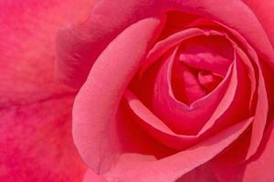 vicino su di rosa rosa fiore foto
