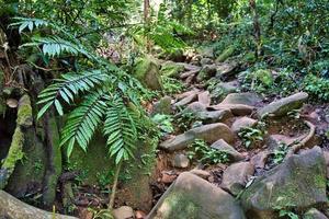 mattino blanc natura sentiero, rocce per escursione su su il natura sentiero, mahe Seychelles 1 foto