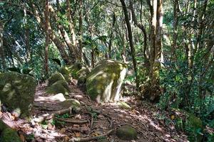 mattino blanc natura sentiero, sentiero, granito rocce fra il sentiero, mahe Seychelles foto