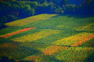 colorato autunno vigneti a il ah foto