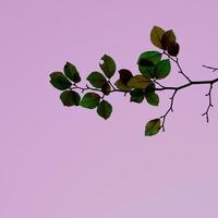 verde e Marrone albero le foglie nel autunno stagione, rosa sfondo foto