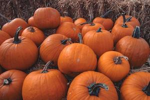 grande autunno arancia zucche nel un all'aperto giardino foto