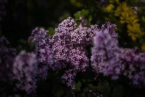 viola lilla tra il verde le foglie su il cespuglio nel il primavera giardino foto