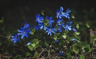 blu fiori selvatici fioritura nel il buio primavera foresta foto