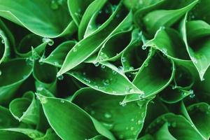 verde le foglie con acqua gocce, pianta sfondi foto