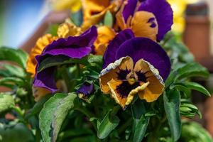 viole del pensiero in crescita nel il primavera giardino foto