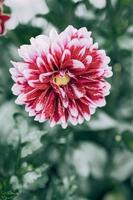 viola dalia nel il giardino contro il sfondo di verde le foglie foto