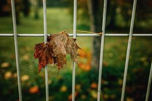 rosso autunno solitario le foglie su un' metallo recinto foto