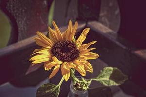 giallo girasole fiore nel avvicinamento foto