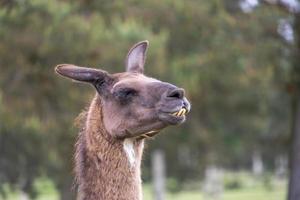 testa ritratto di un' Marrone lama all'aperto foto