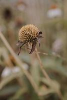 sbiadito fiore nel un' giardino nel presto autunno contro un' beige sfondo foto