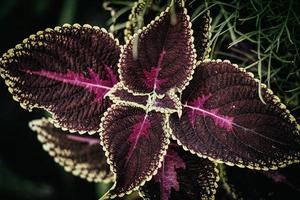 interessante fiore con viola le foglie nel il giardino avvicinamento foto