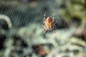 grande ragno ragno su un' ragnatela su un' verde sfondo nel il giardino foto