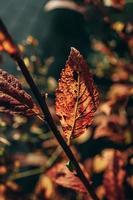 d'oro autunno cespuglio le foglie illuminato di caldo sole nel il giardino foto