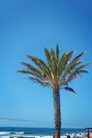 verde grande palma albero in crescita nel il tropici foto