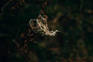 interessante astratto autunno pianta su naturale sfondo foto