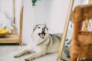 husky sdraiato sul pavimento foto