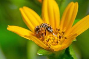 un' ape impollinazione su fiorire giallo fiore foto