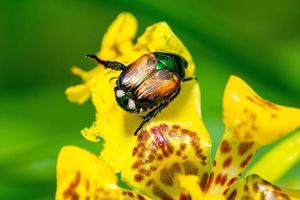 alto contrasto vicino su macro di un' giapponese scarafaggio insetto strisciando su un' fiorire giallo fiore foto