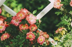 fiori di pesco su reticolo foto