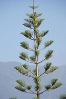 verde araucaria contro il blu cielo e montagne nel tenerife Spagna foto