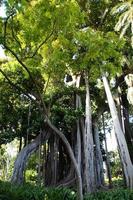 grande esotico albero con verde le foglie formatura un' sfondo foto