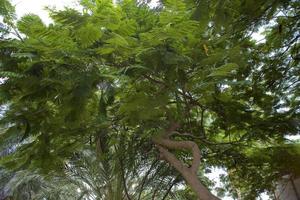 grande esotico albero con verde le foglie formatura un' sfondo foto