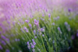 viola lavanda fiore in crescita nel un' caldo verde estate giardino nel il raggi di il sole foto