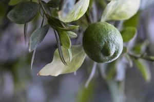 lime di limone verde fresco sull'albero in giardino biologico foto