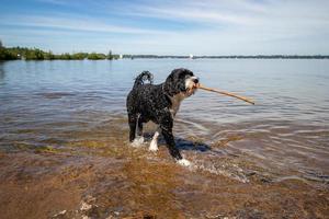 portoghese acqua cane giocando con un' bastone nel il acqua foto