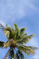 blu cielo e palma albero foto