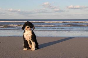 cane su un' spiaggia foto