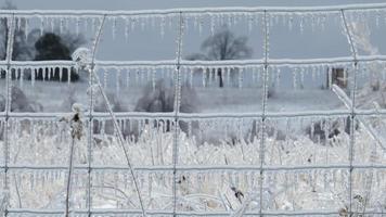 ghiaccio su un' recinto foto