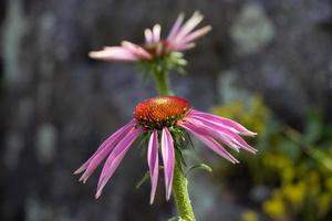 vicino su di rosa e arancia cono fiore foto